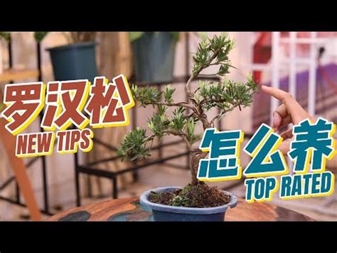 羅漢松種植風水|羅漢松盆栽風水指南：開花時兆頭非凡 